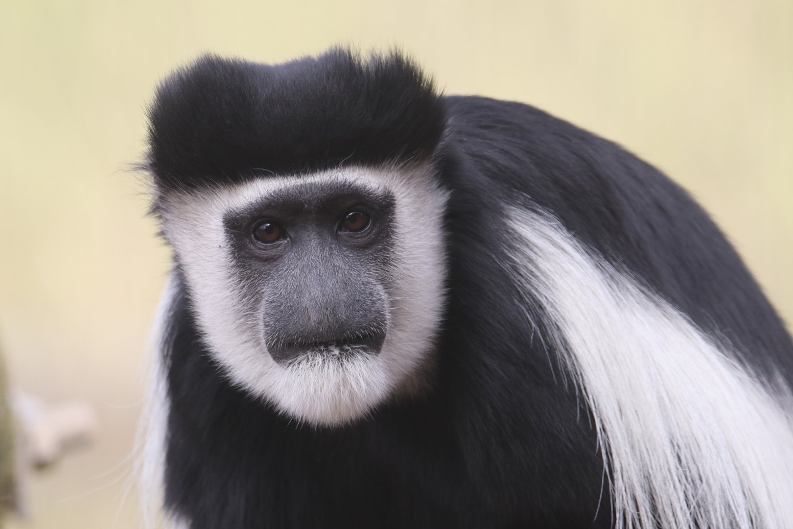 Black and white colobus monkey