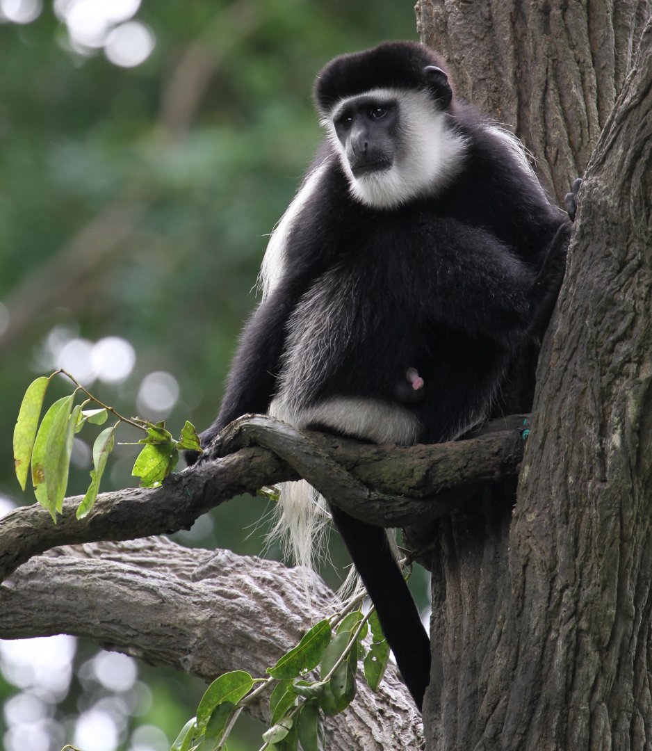 Black-and-white Colobus Monkey