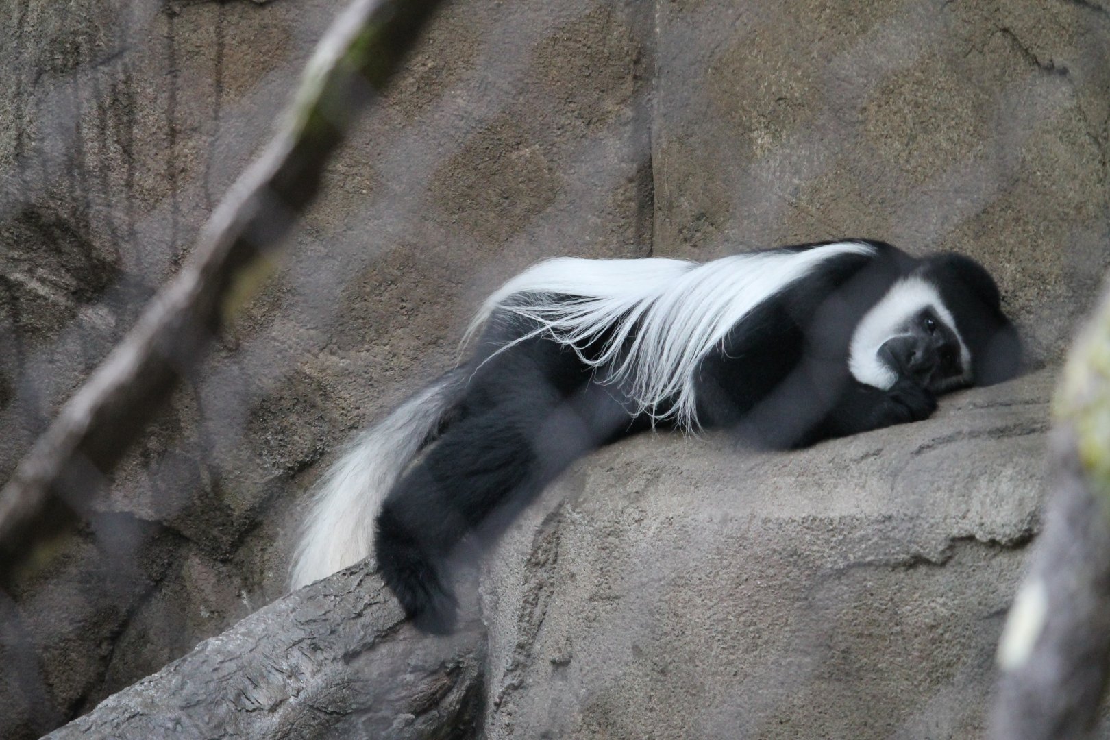 Black-and-white colobus monkey