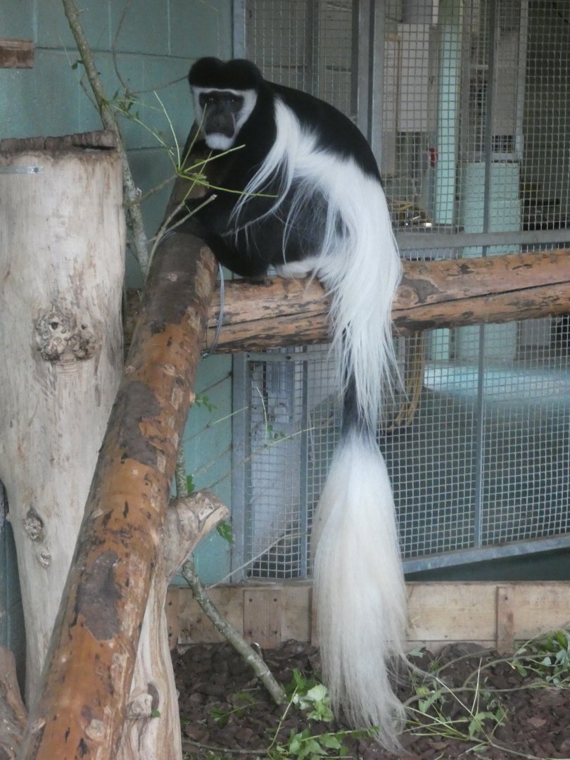Black-and-white colobus monkey