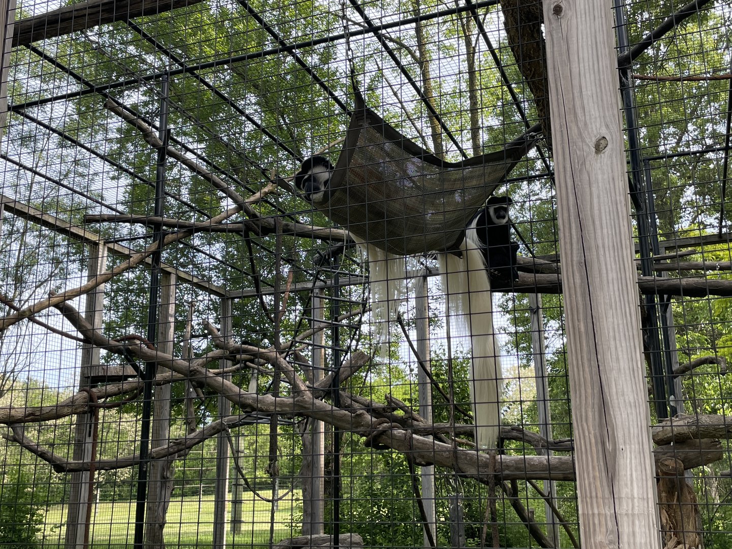 Black and white colobus monkey