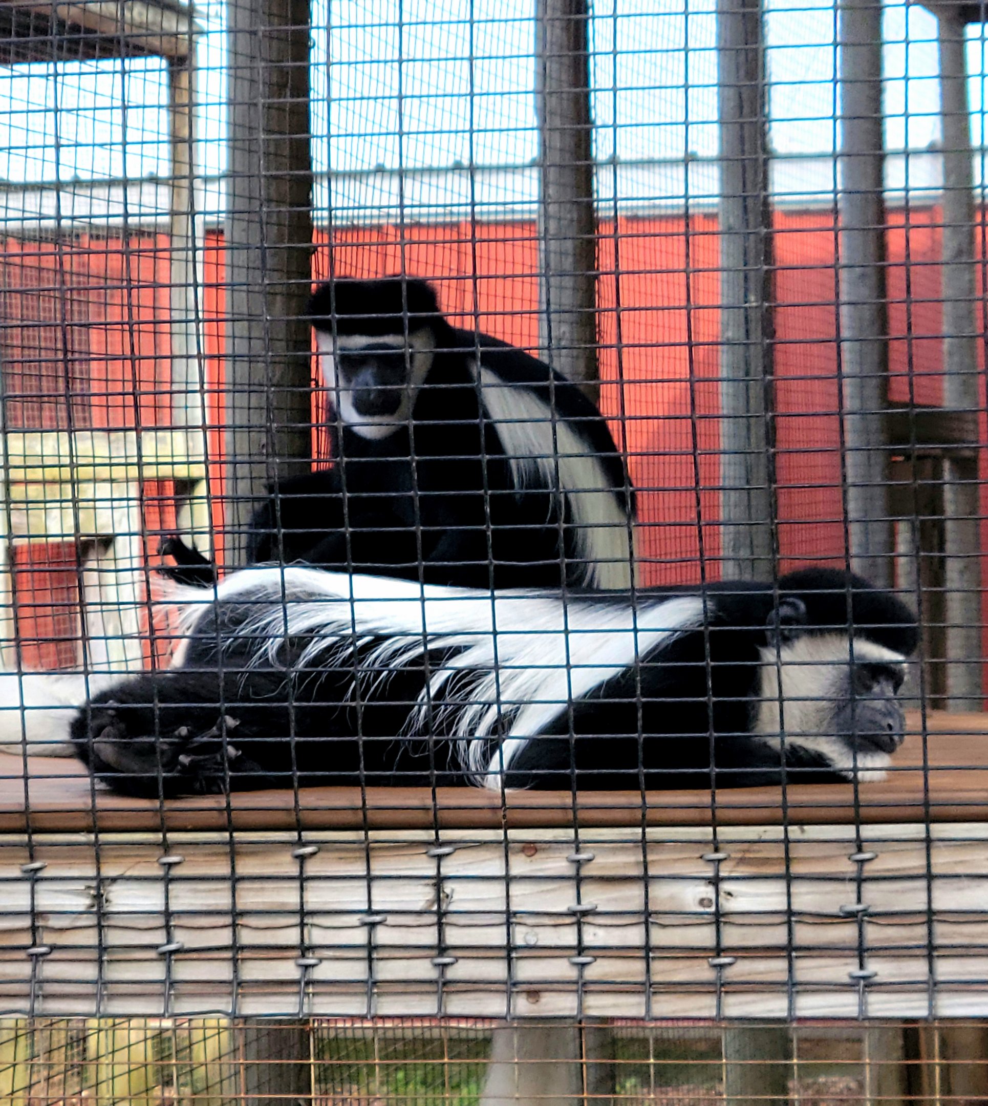 Black And White Colobus Monkey