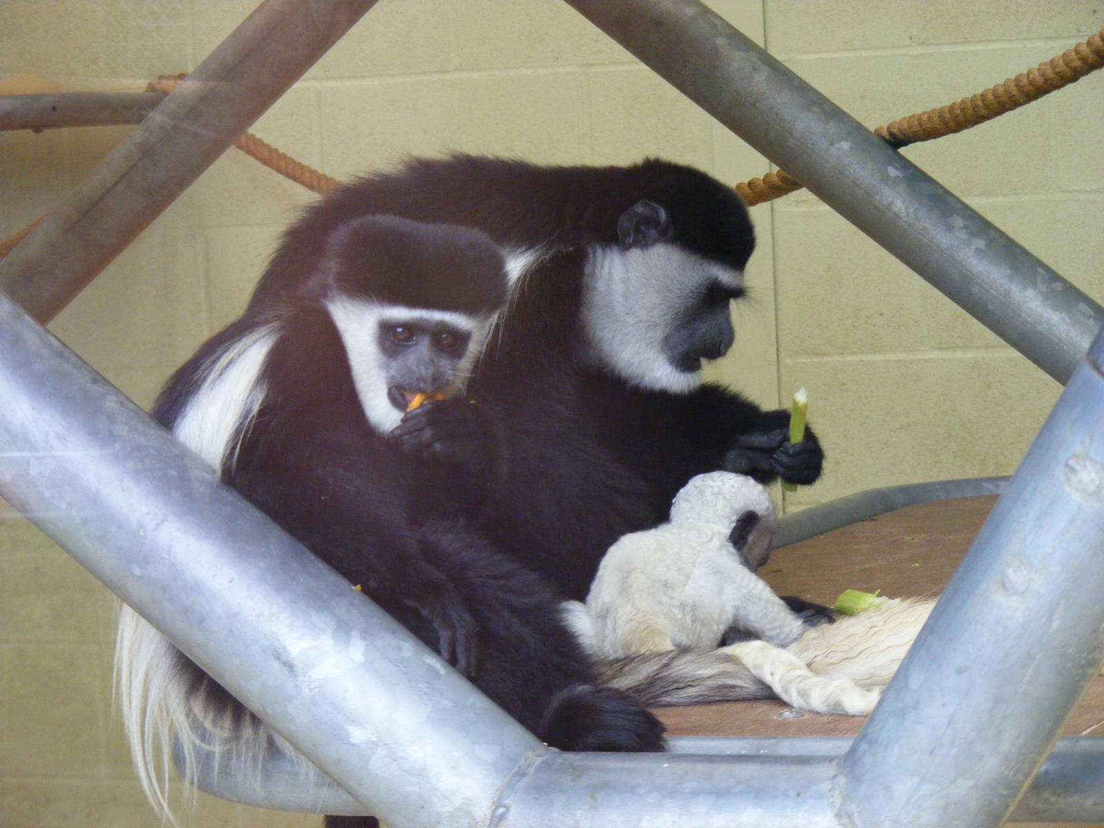 Black and white colobus monkeys at Banham Zoo, 14 September 2010