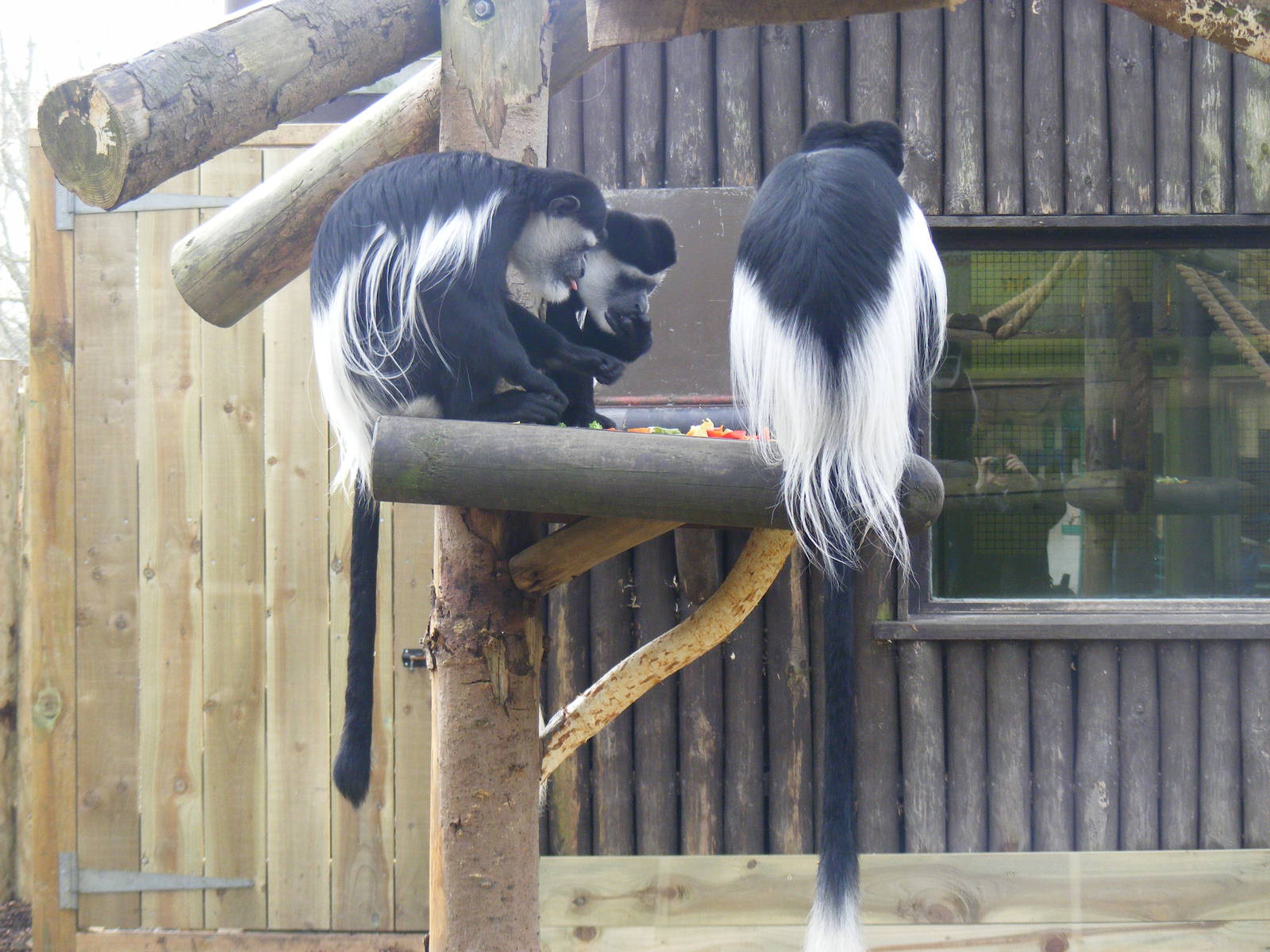 Black and white colobus monkeys at Drusillas Park, 20 March 2011