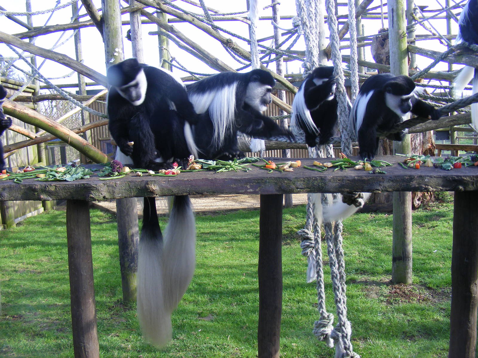 Black and white colobus monkeys at Howletts Wild Animal Park, 3 April 2010