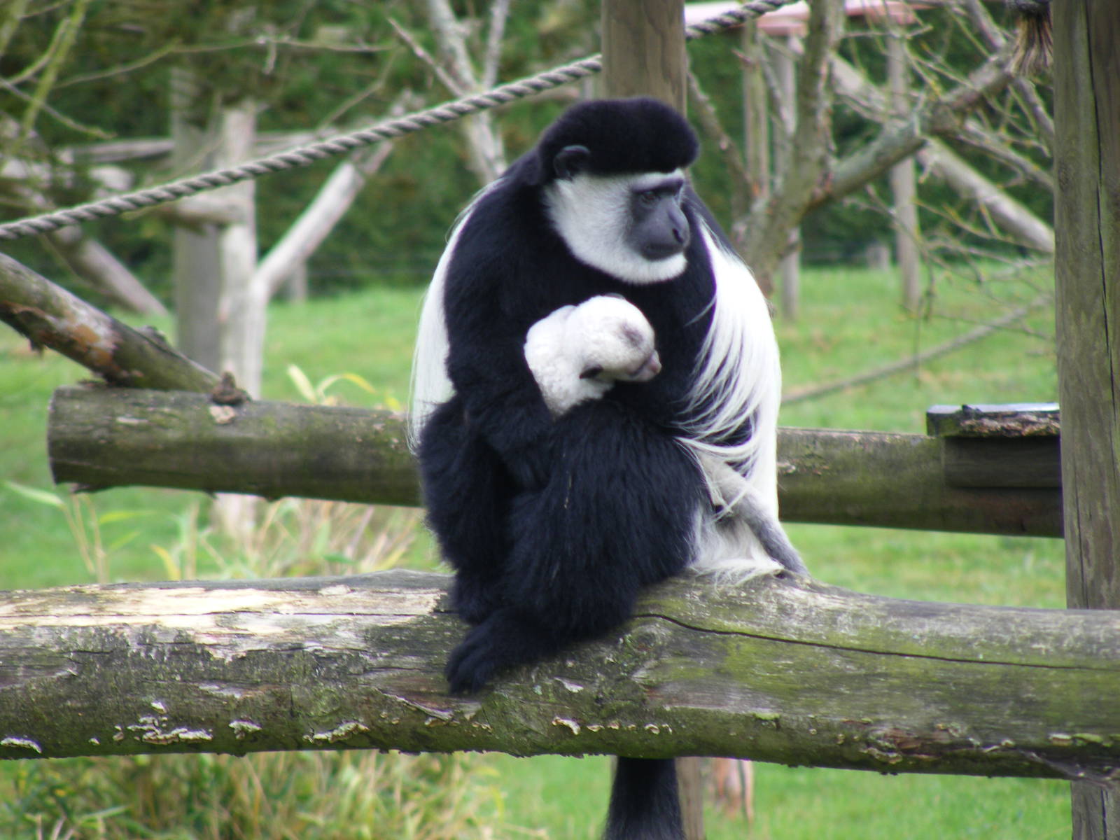 Black and white colobus monkeys at Howletts Wild Animal Park, 4 September 2
