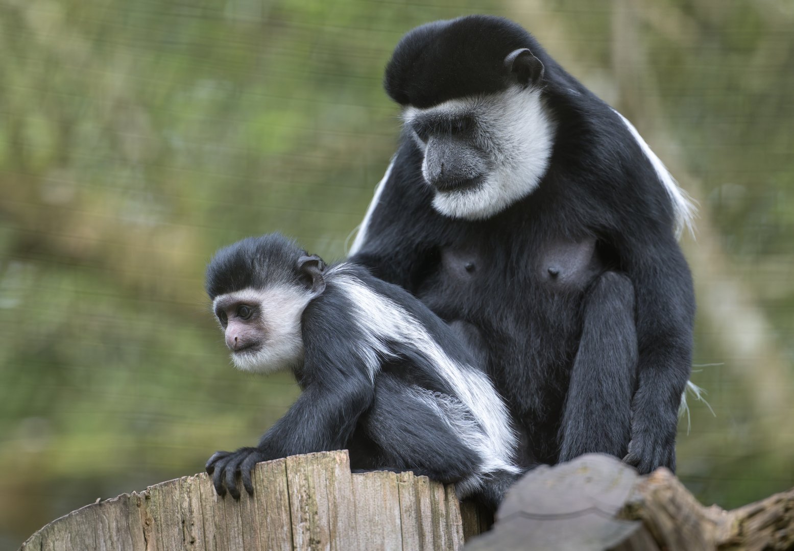 Black and White Colobus Monkeys, CWP, UK