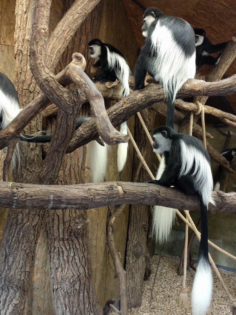 Black and White Colobus Monkeys Zoo Praha 2018