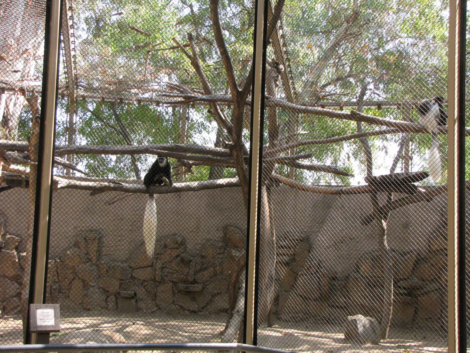 Black and White Colobus Monkeys