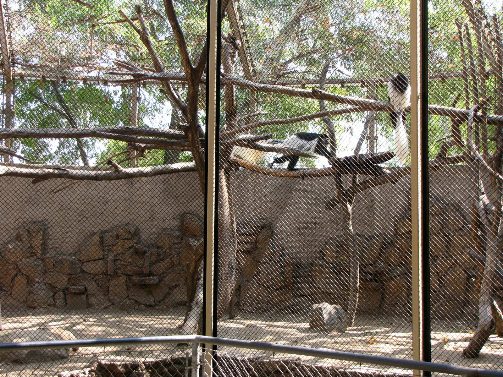 Black and White Colobus Monkeys