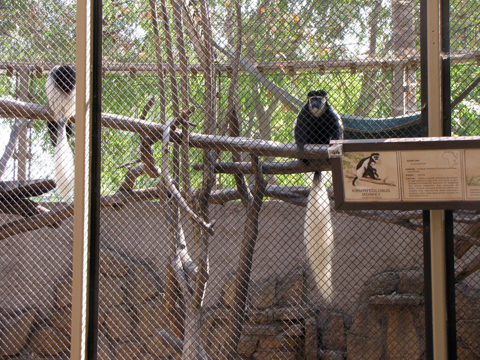 Black and White Colobus Monkeys