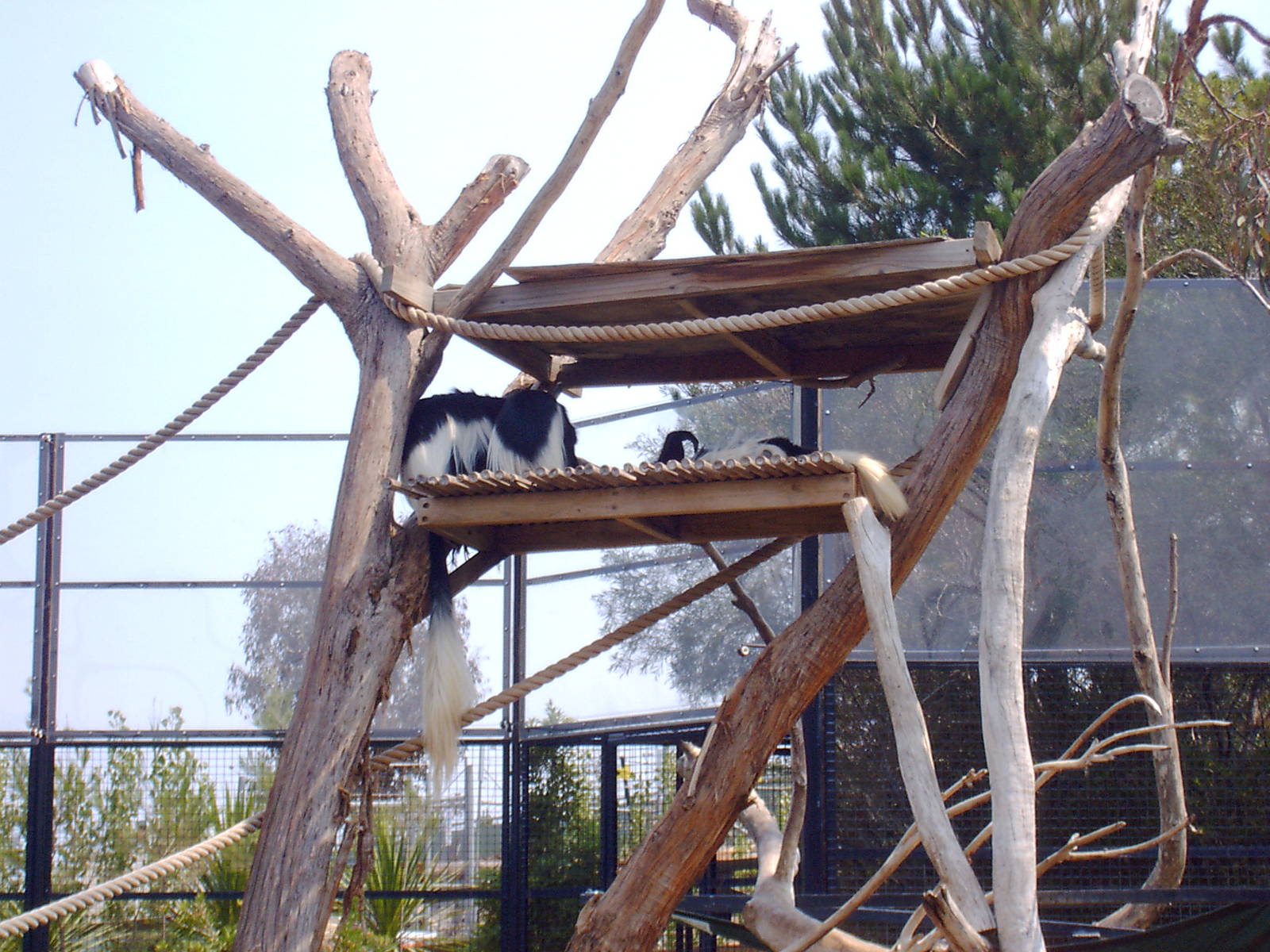 Black and White Colobus Monkeys