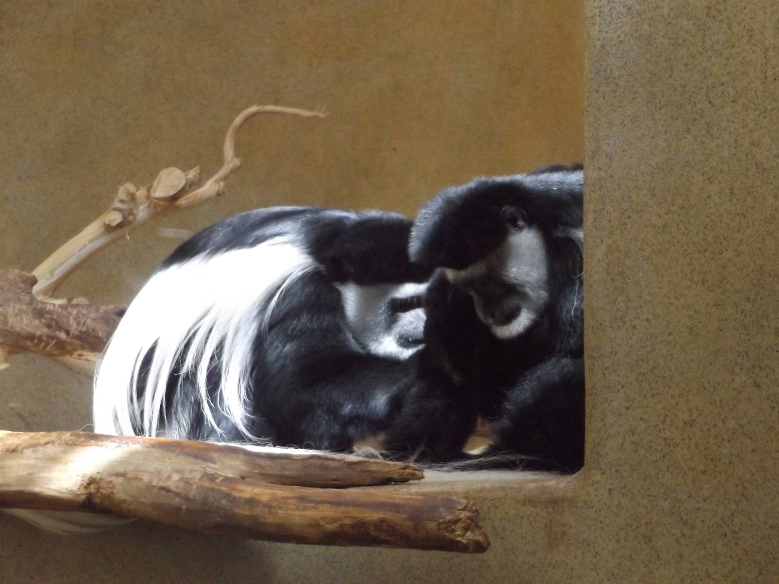 Black and White Colobus Monkeys