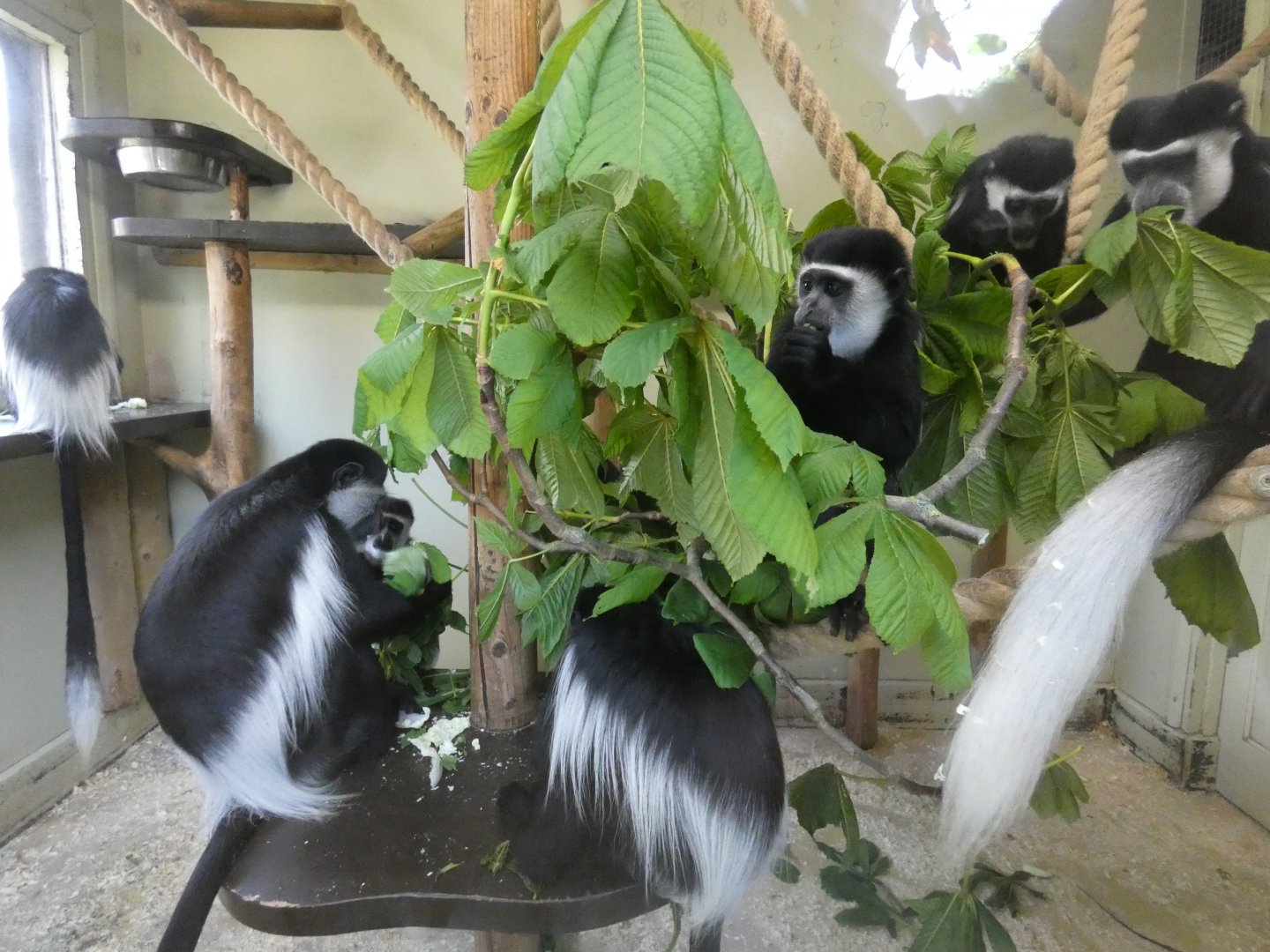 Black-and-white colobus monkeys
