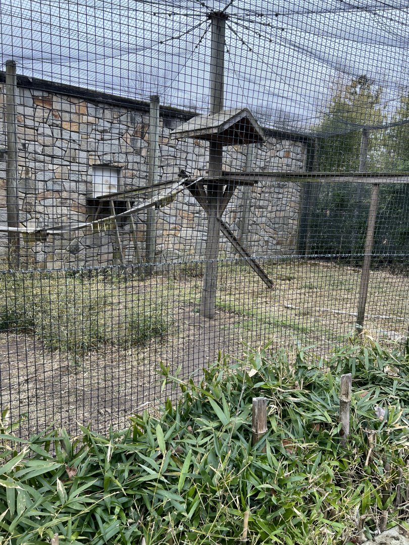 Black-and-White Colobus Outdoor Exhibit 1
