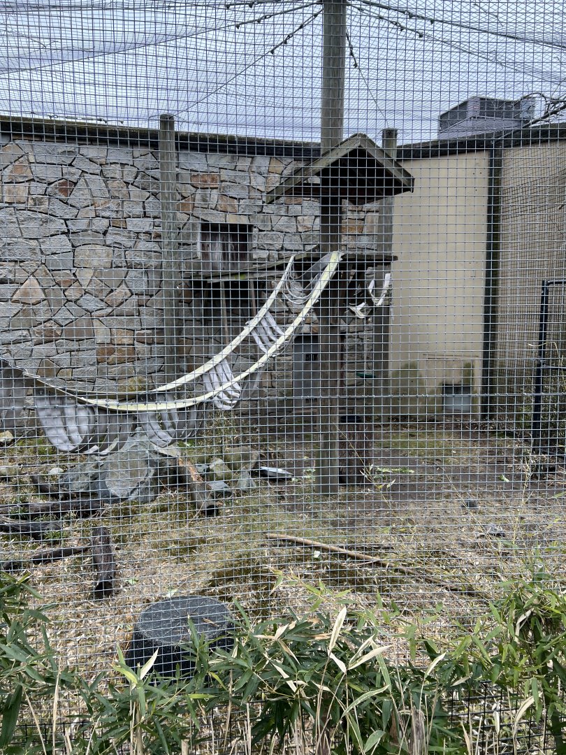 Black-and-White Colobus Outdoor Exhibit 2