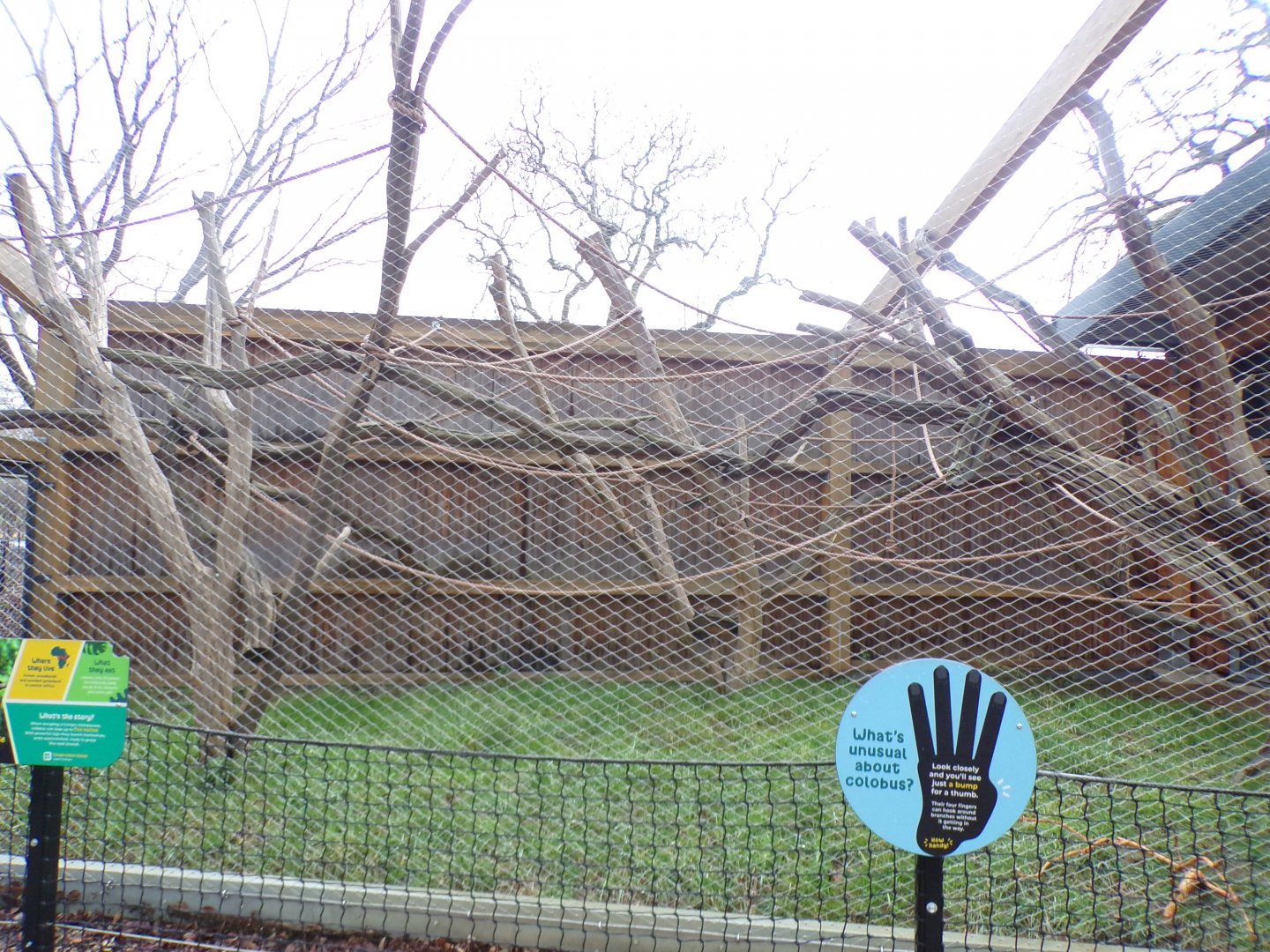 Black and white colobus second holding cage 11.2.25