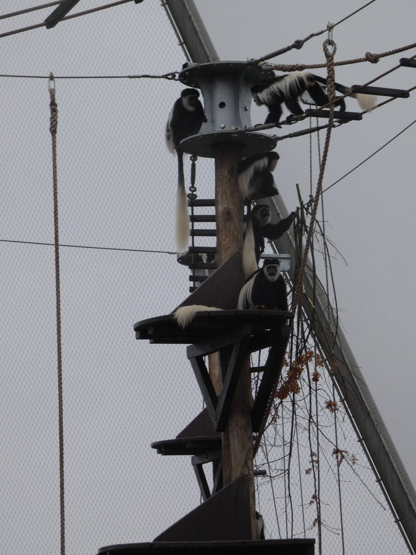 Black-and-white colobus using high platforms