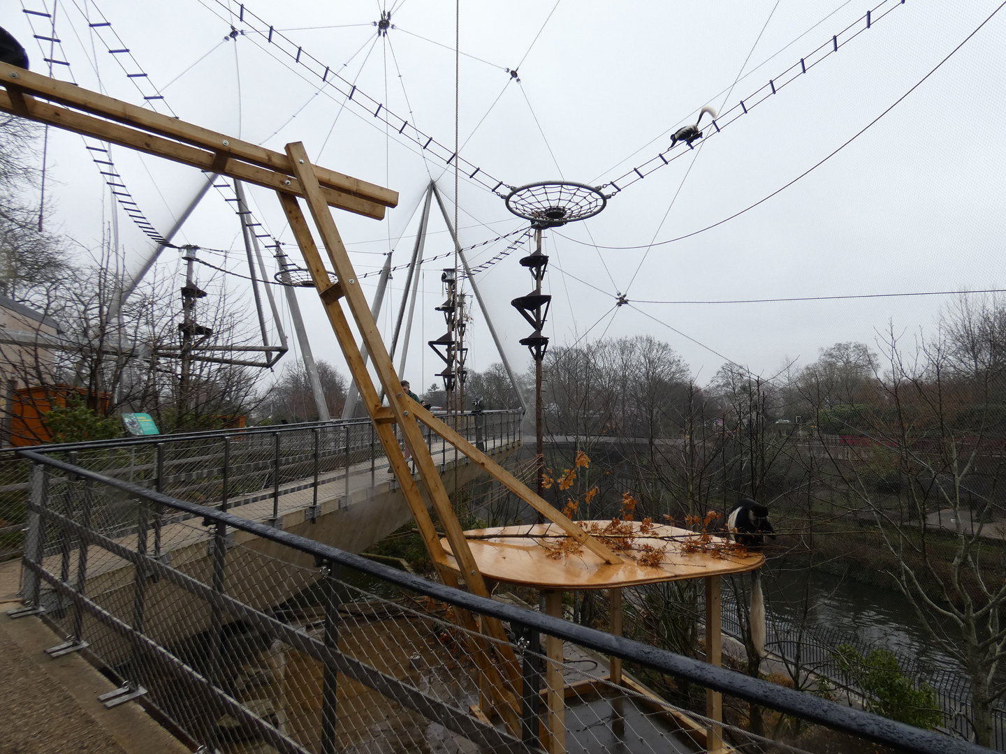 Black-and-white colobus walk-through enclosure
