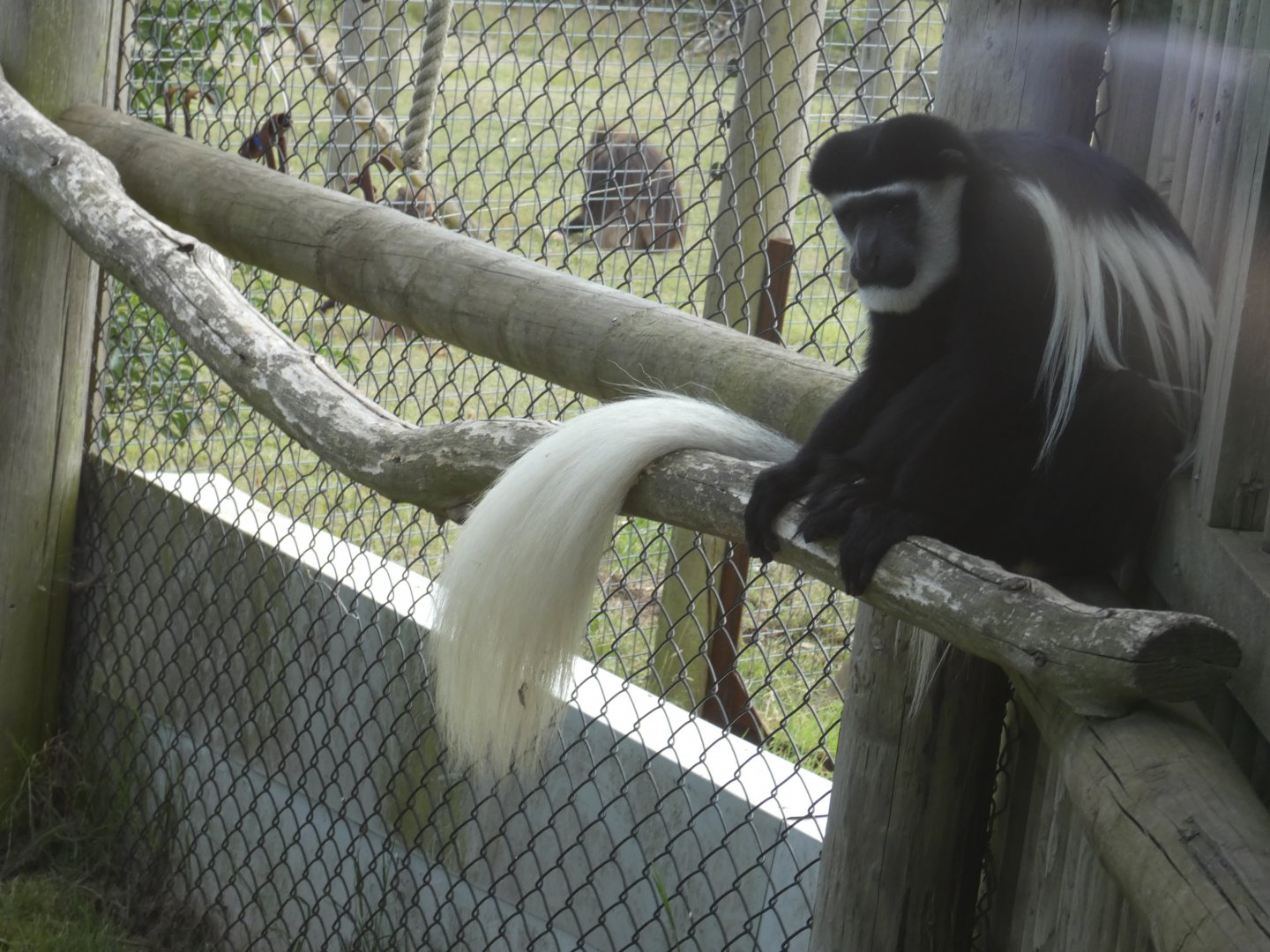 Black-and-white Colobus (with Gelada in the background)