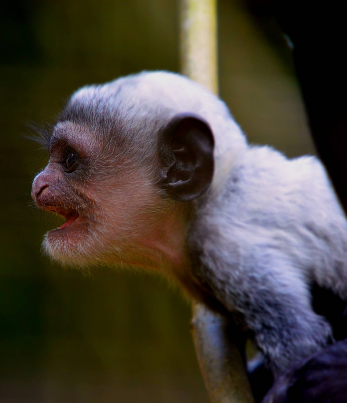 BLACK AND WHITE COLOBUS YOUNG