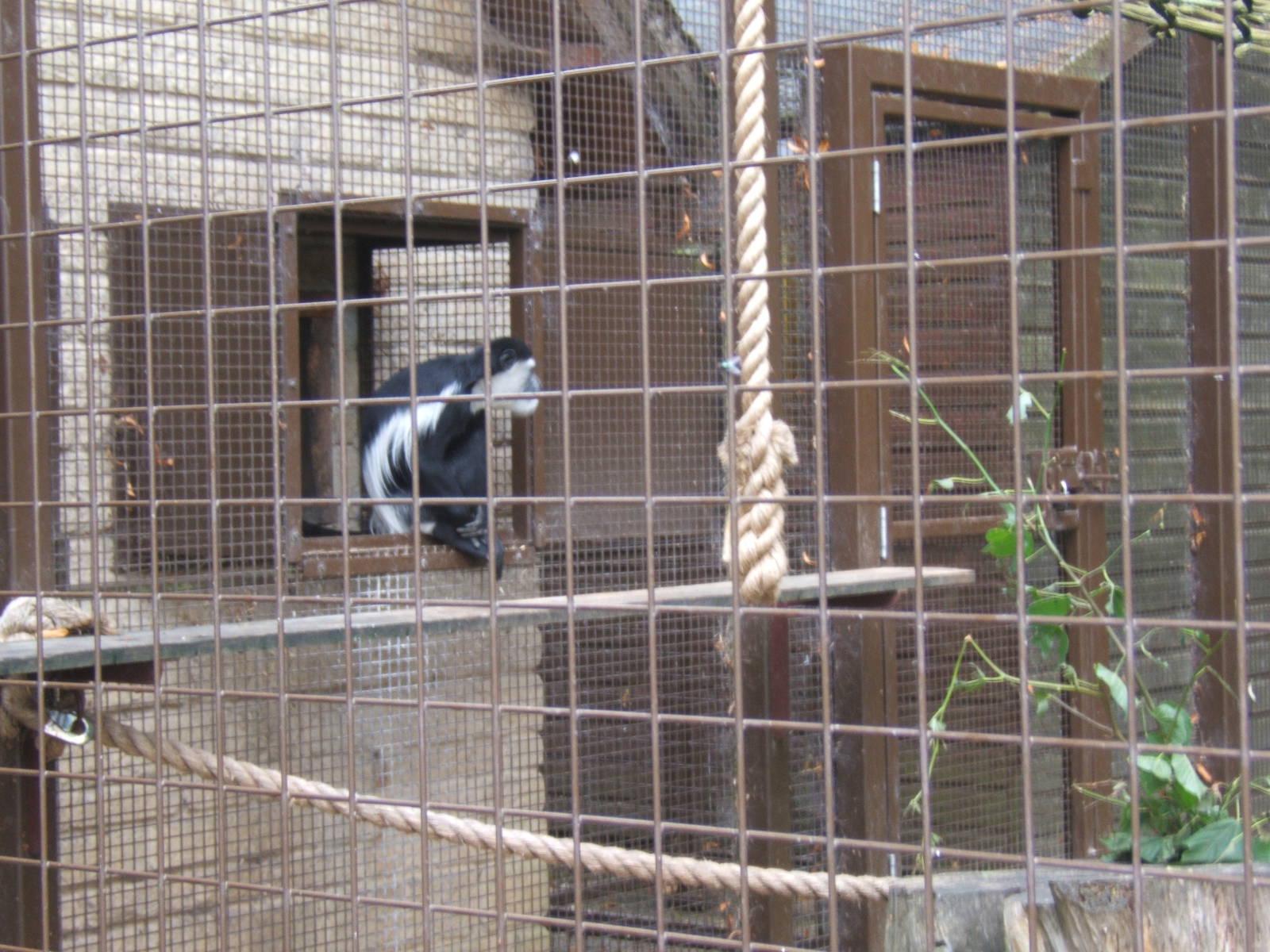 Black and White Colobus