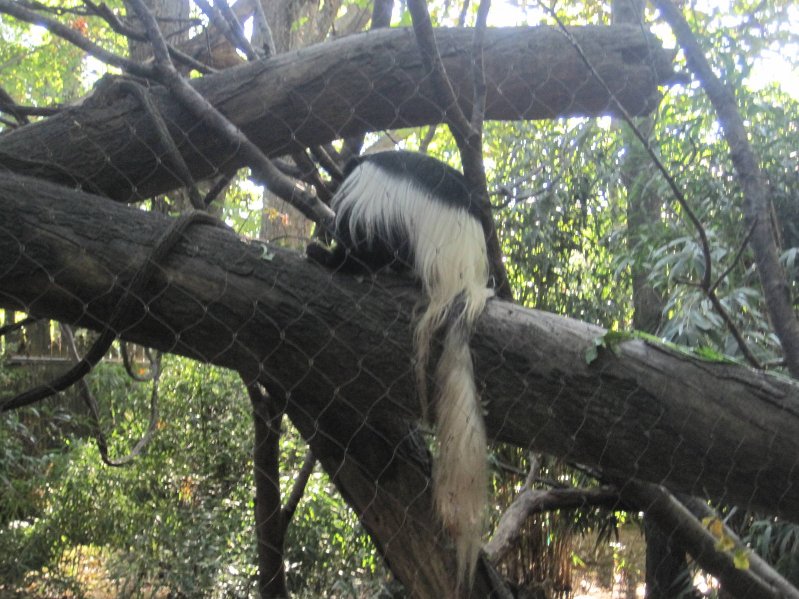 Black and White Colobus