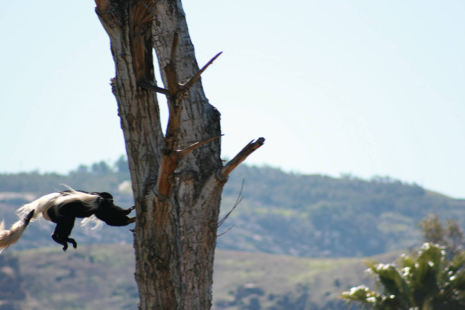 Black and White Colobus