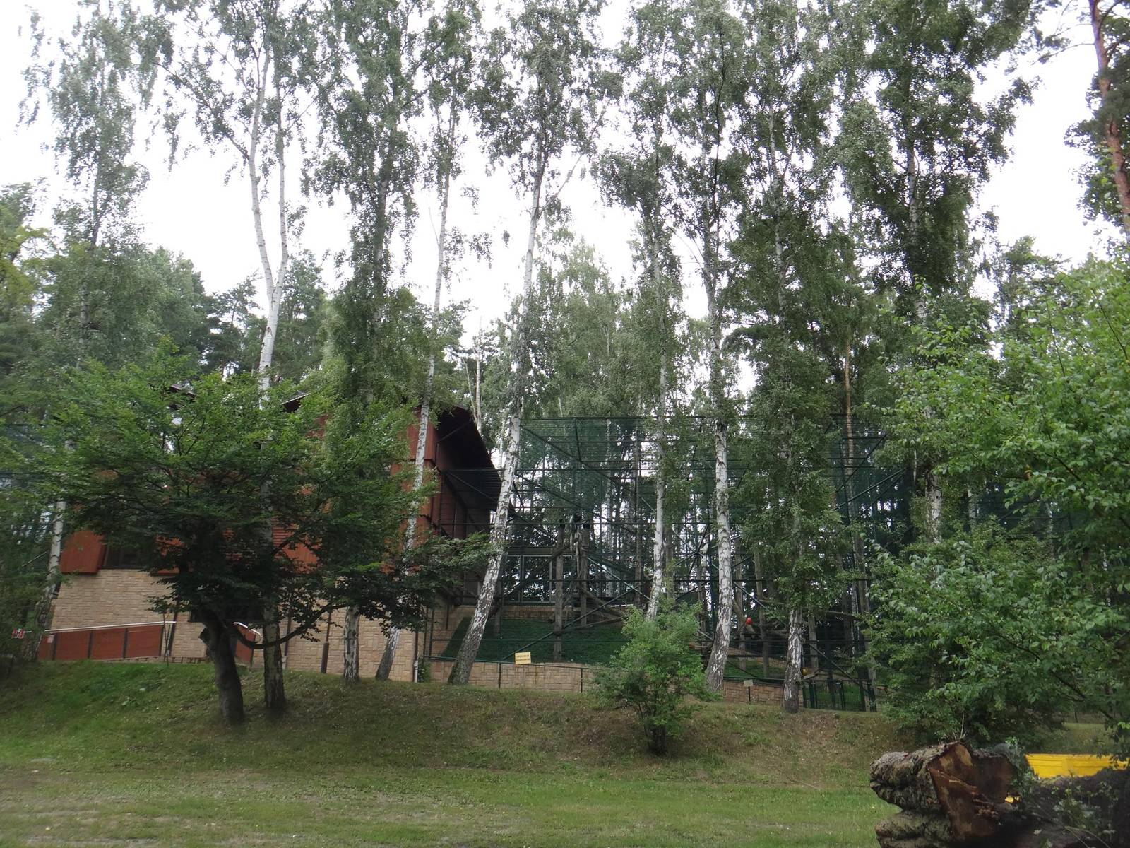 Black-and-white colobus