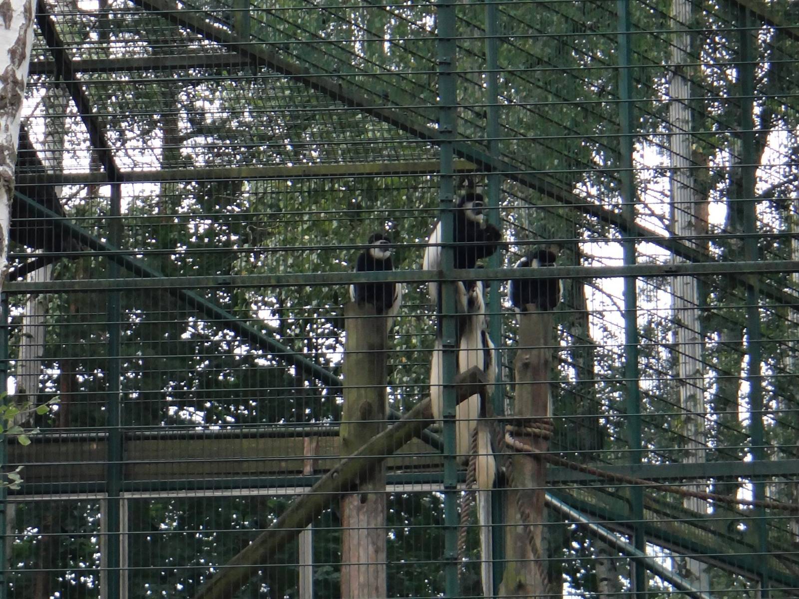 Black-and-white colobus