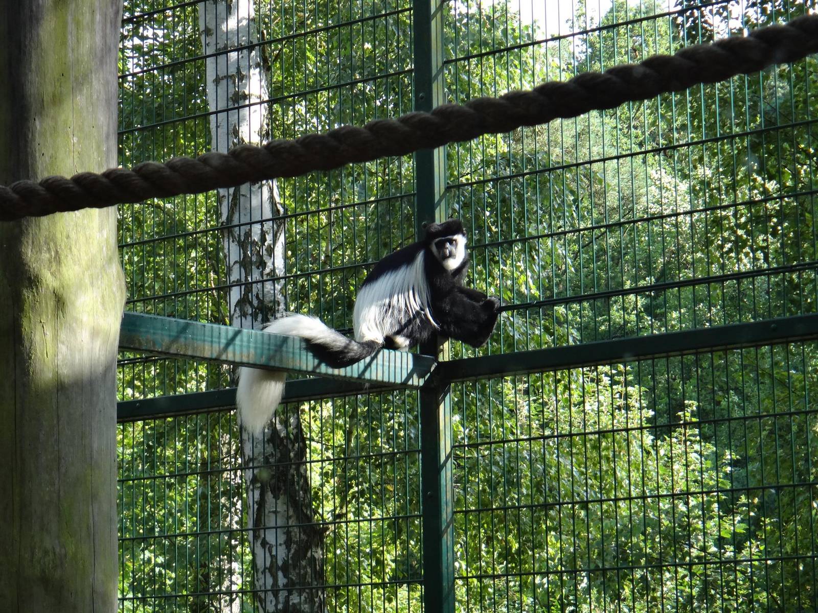 Black-and-white colobus