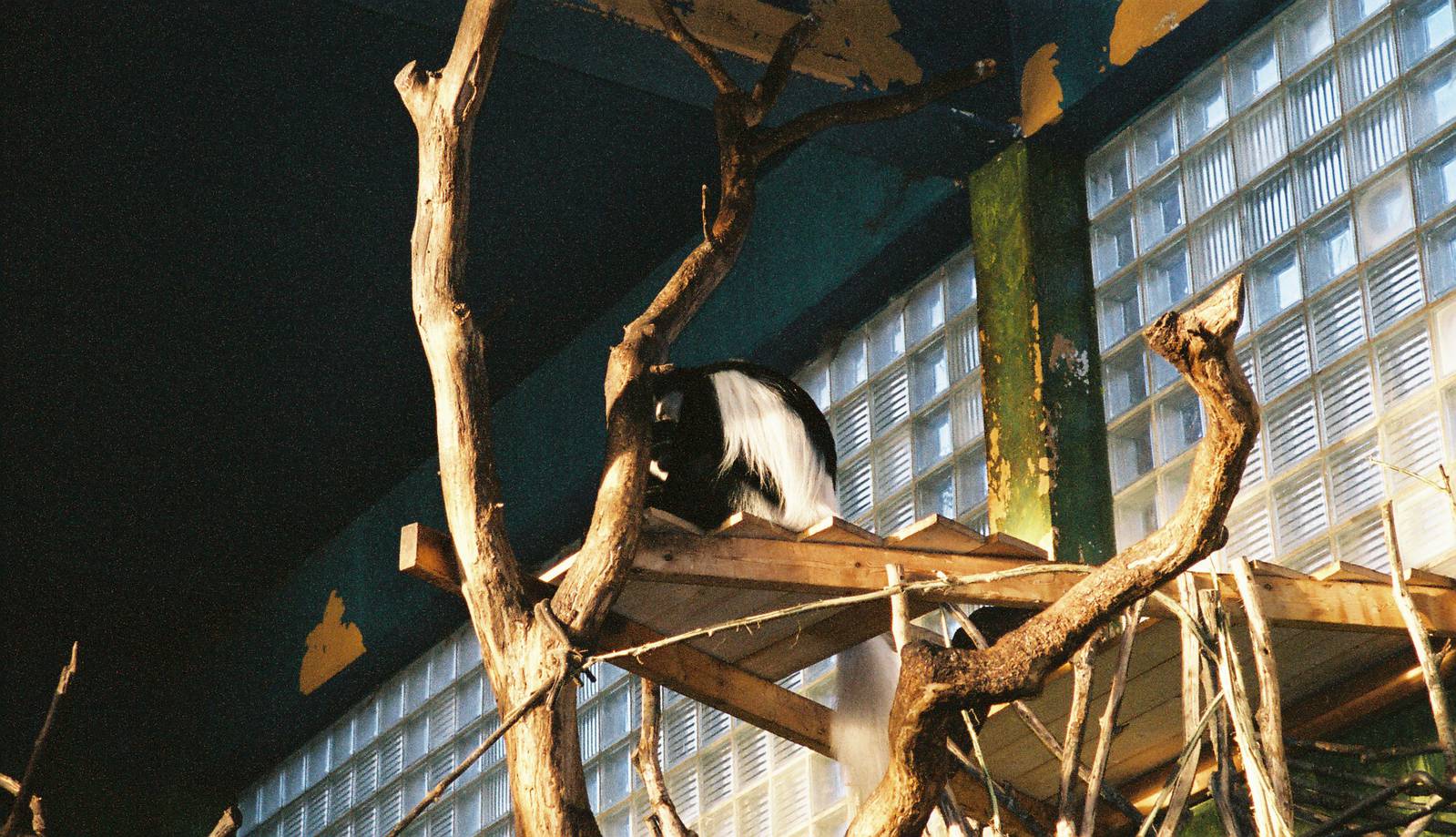 Black and White Colobus