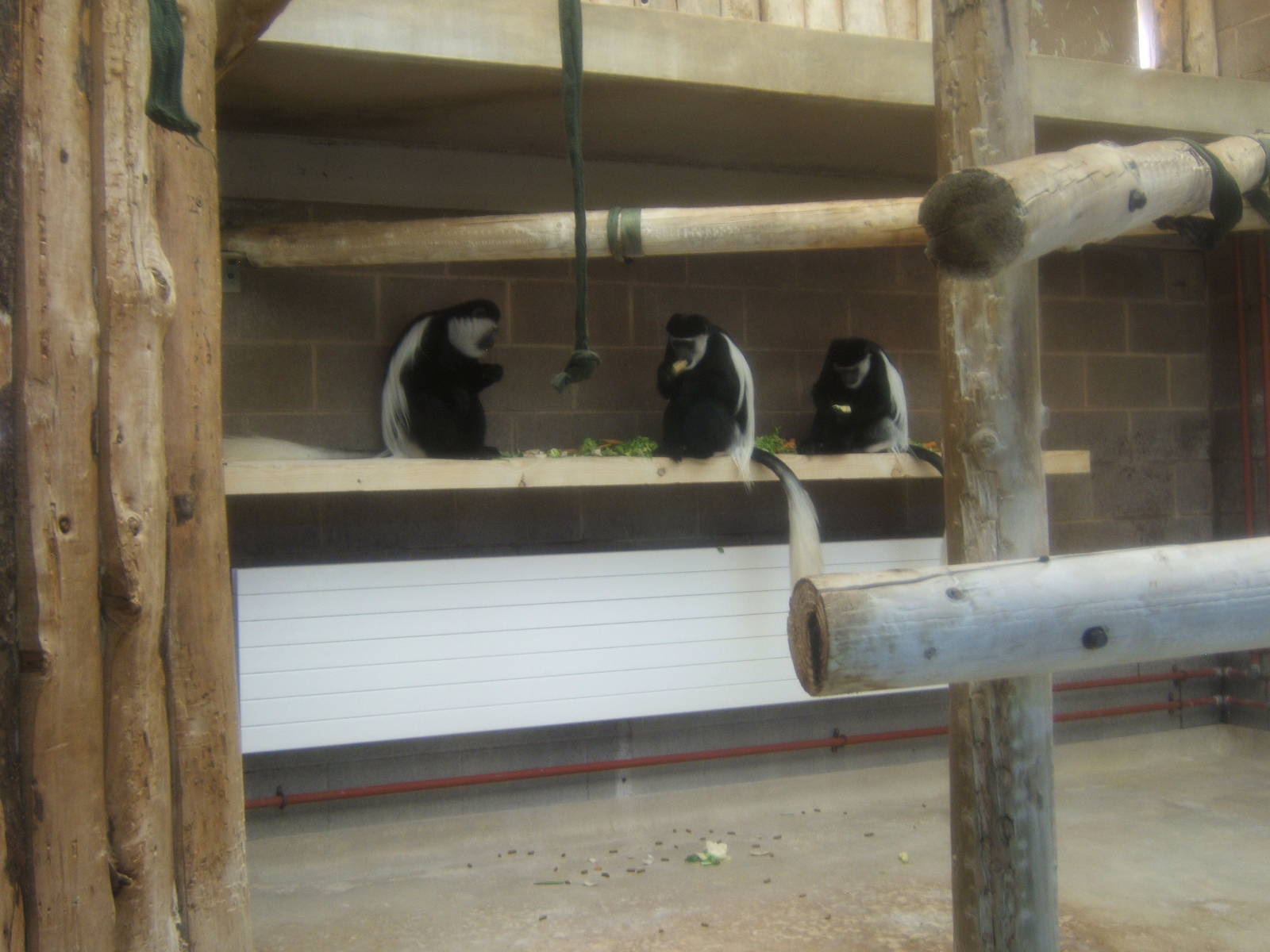 Black and White Colobus