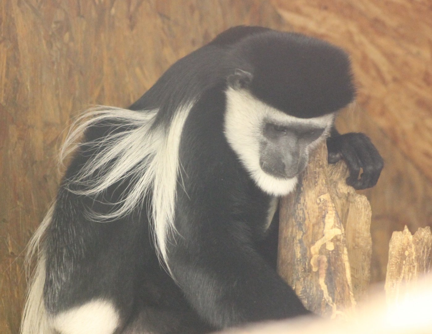 Black and White Colobus