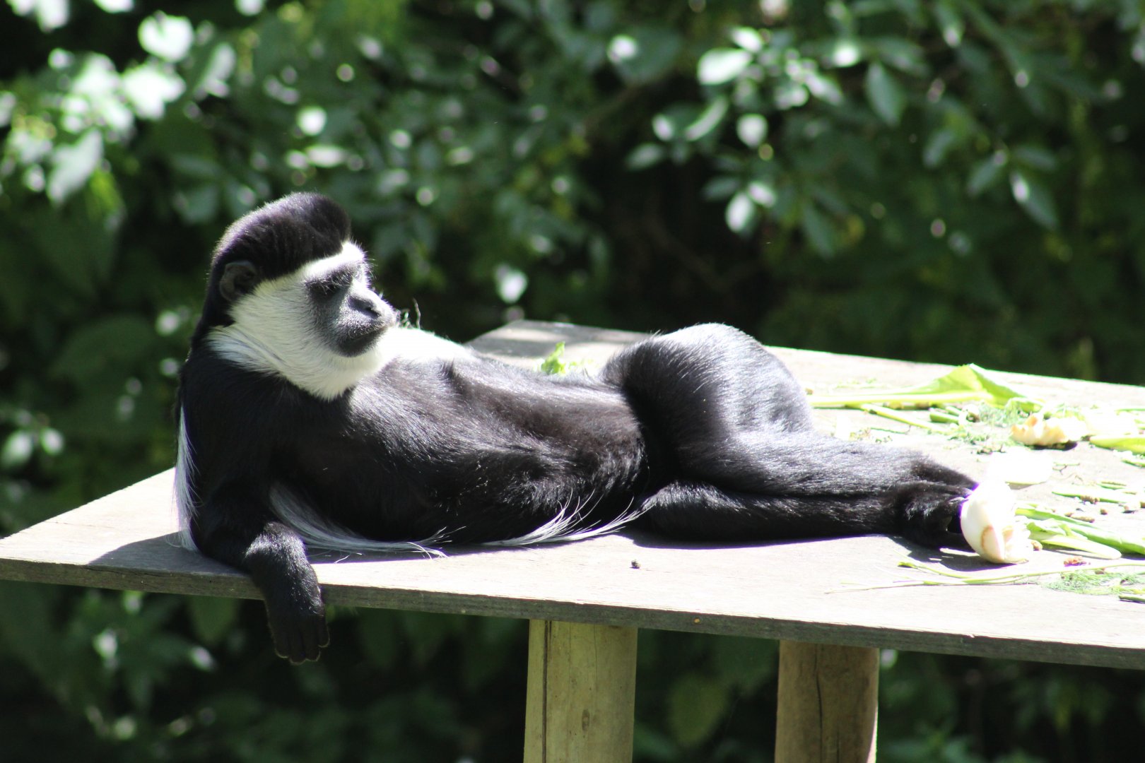 Black-and-White Colobus