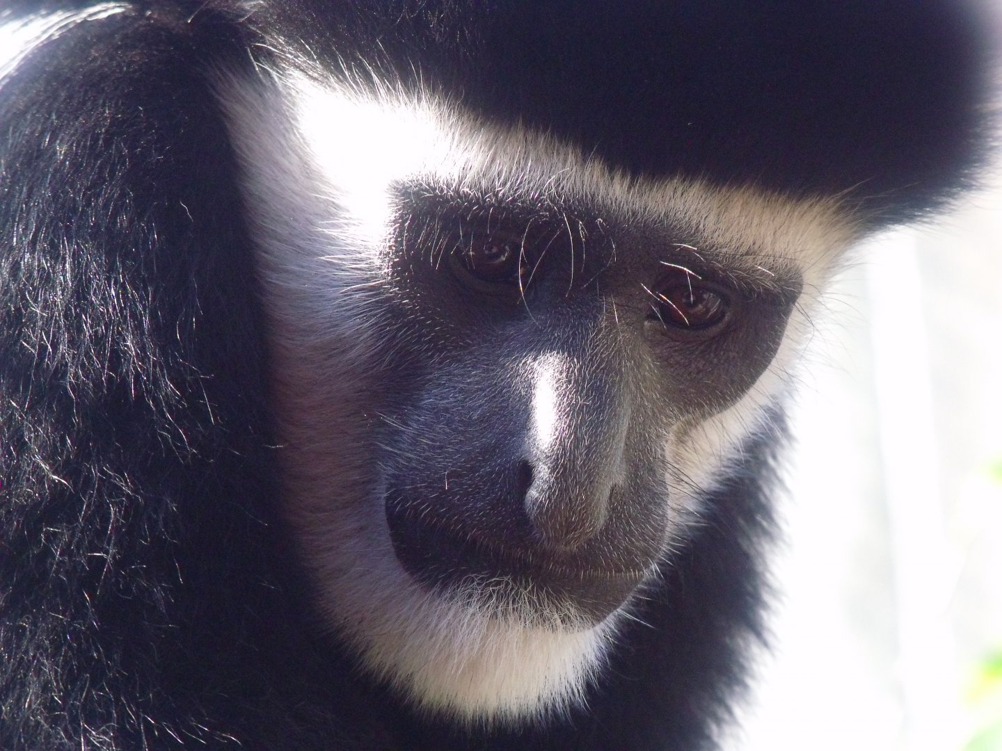 Black and White Colobus