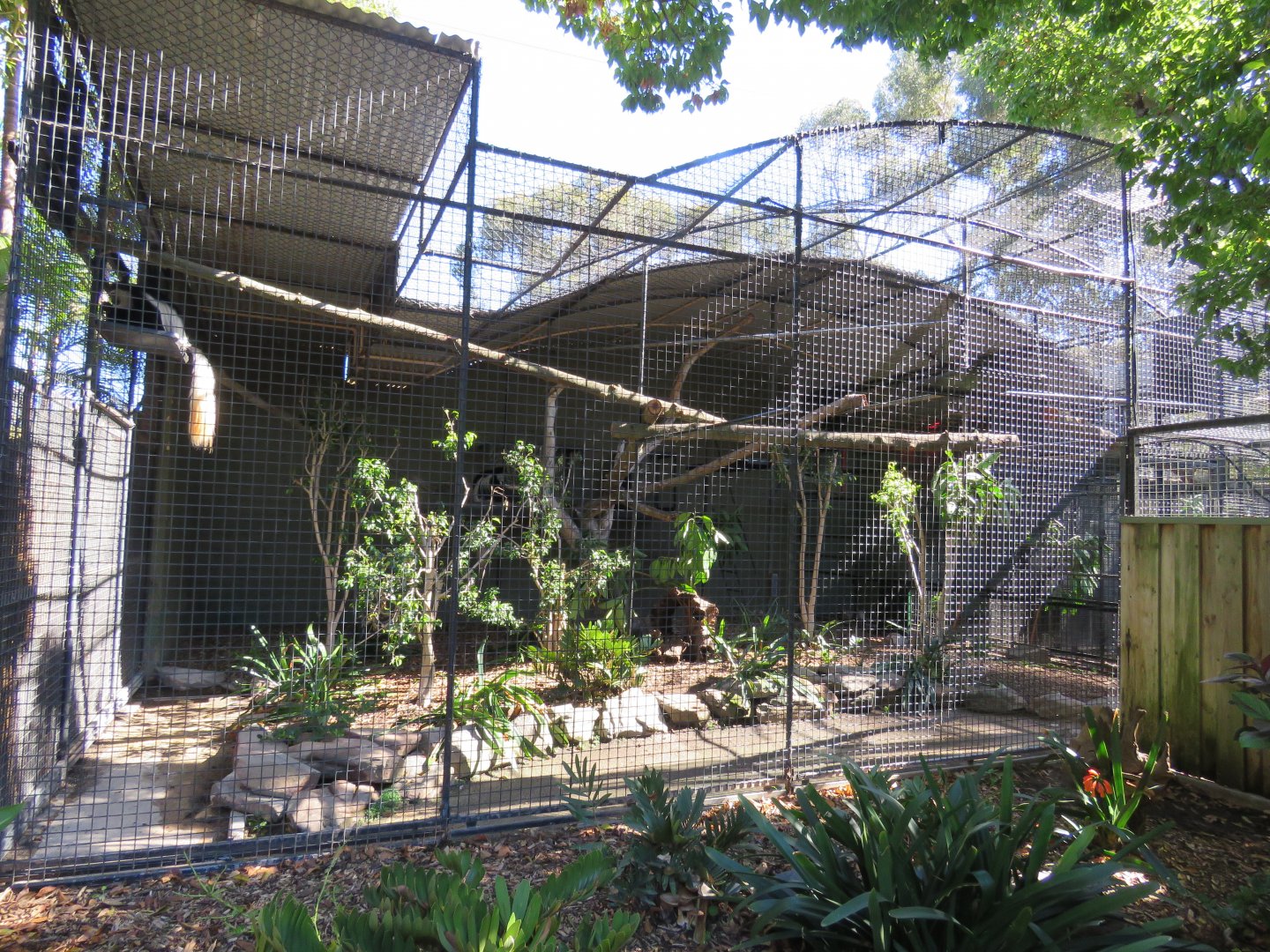 Black and White colobus