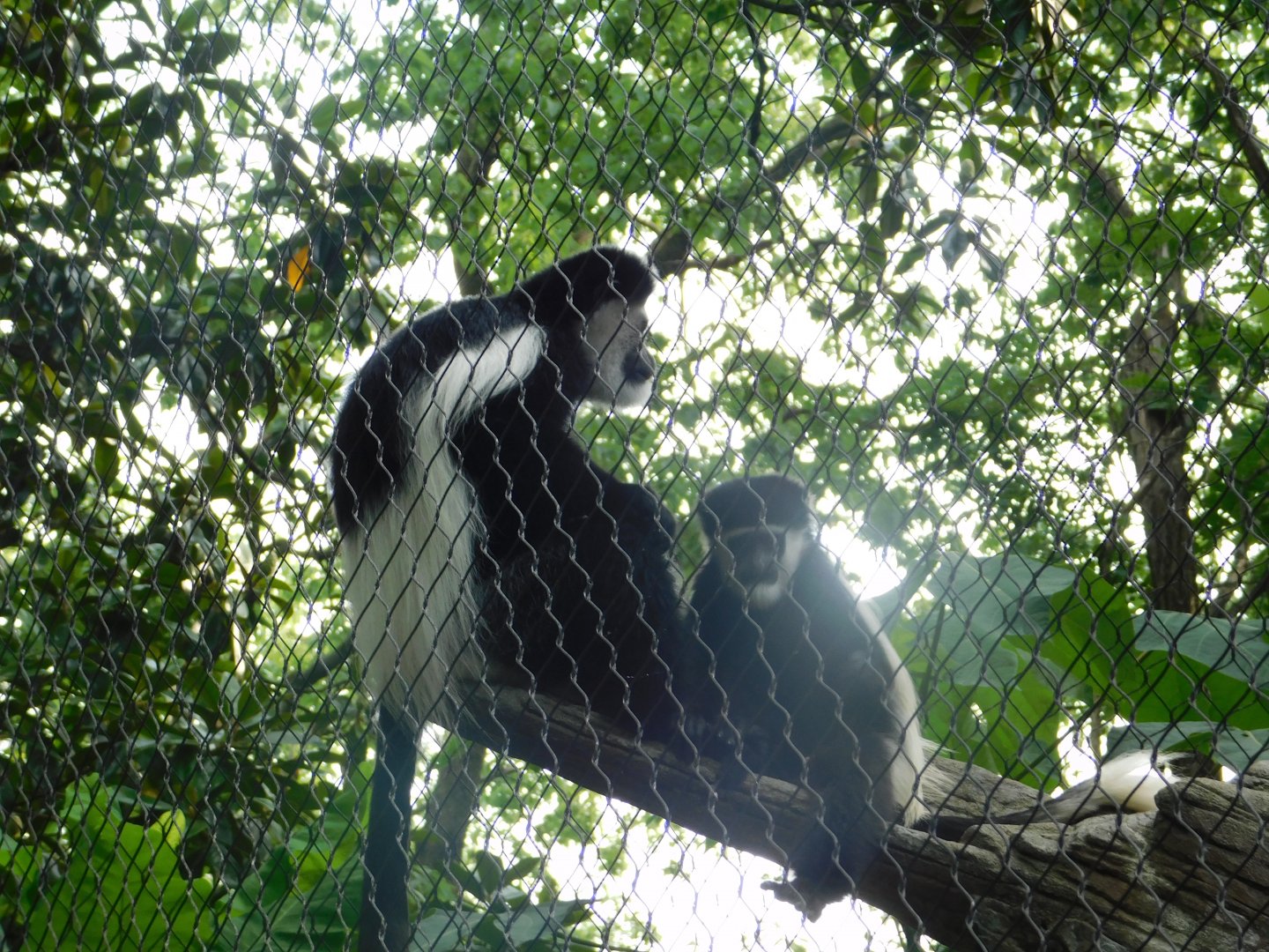 Black and White Colobus