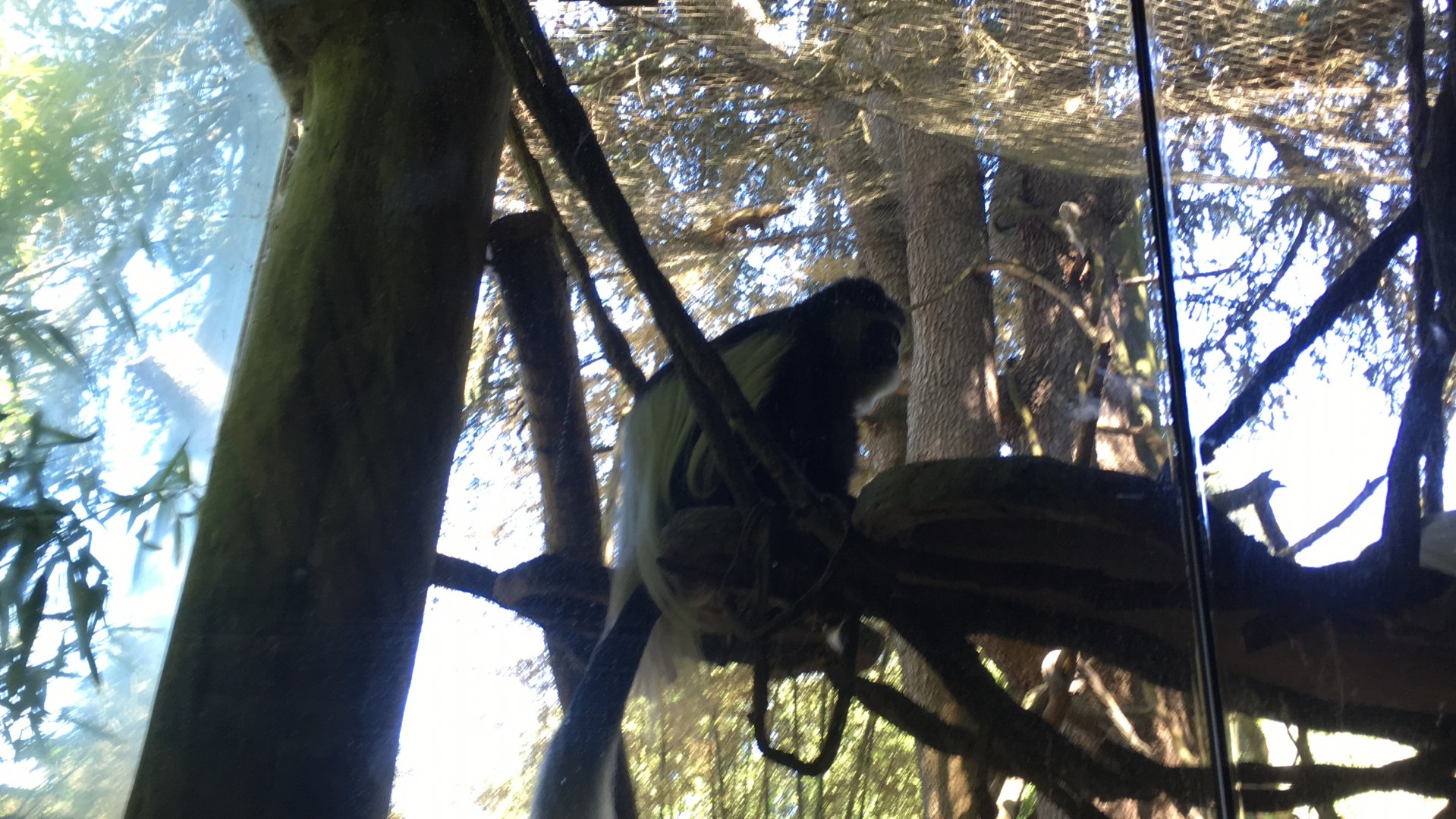 Black and white colobus