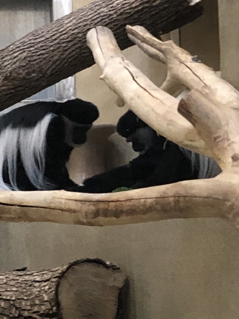 Black-and-White Colobus