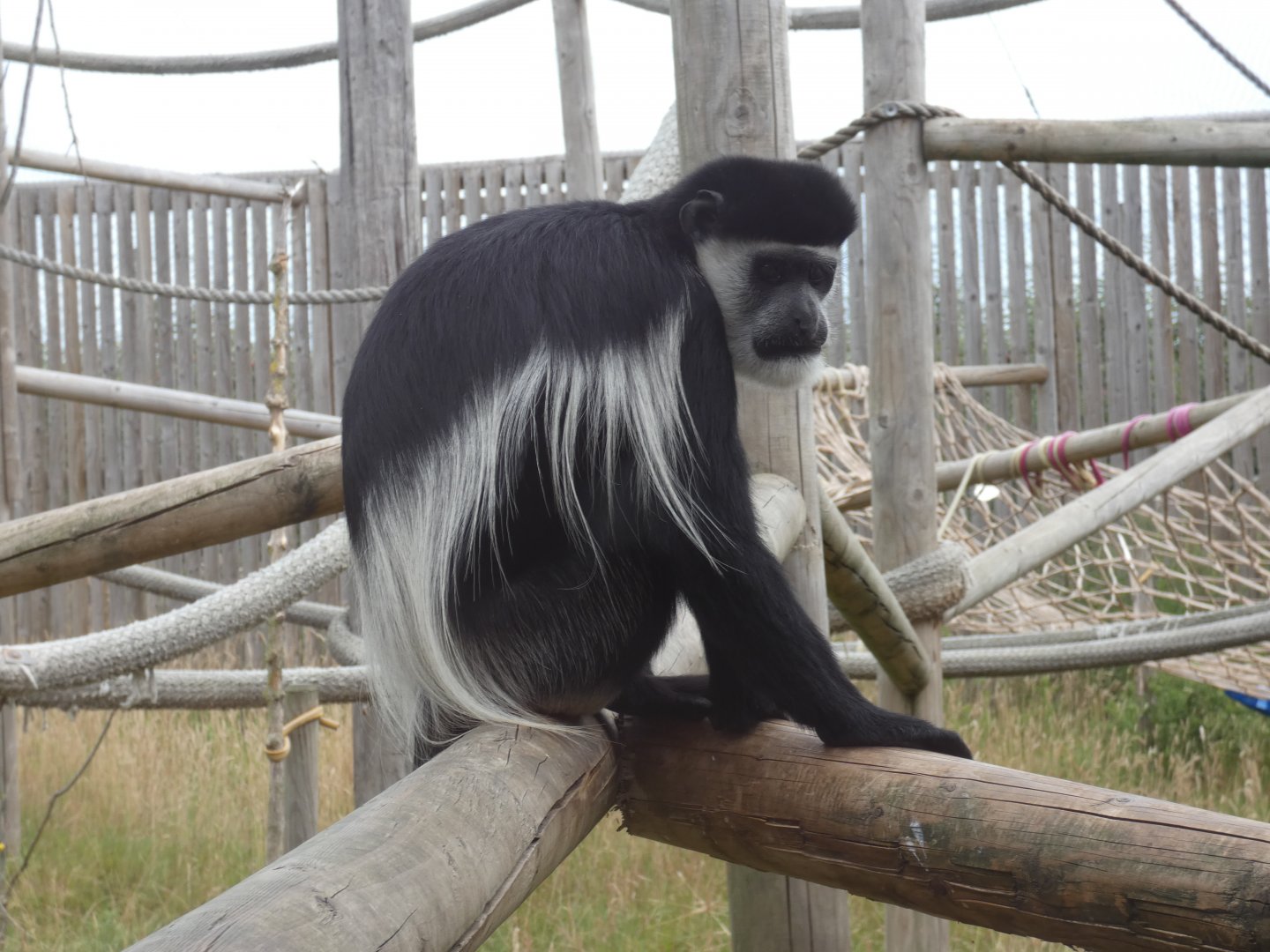 Black-and-white Colobus