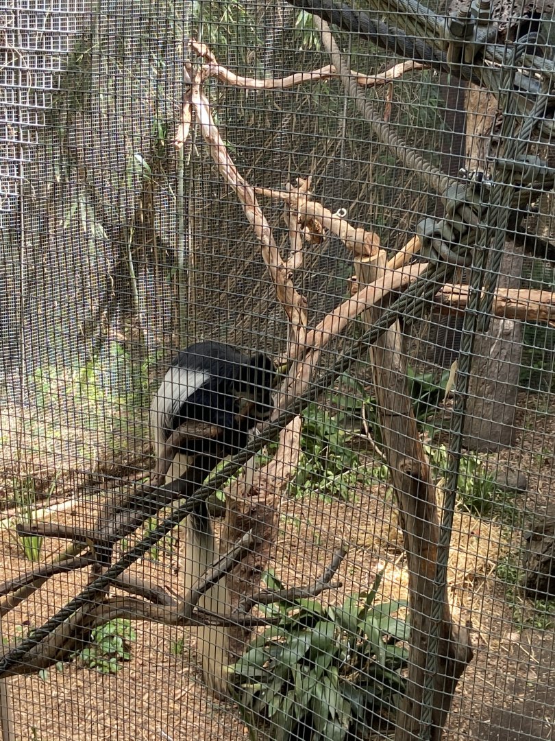 Black and White Colobus