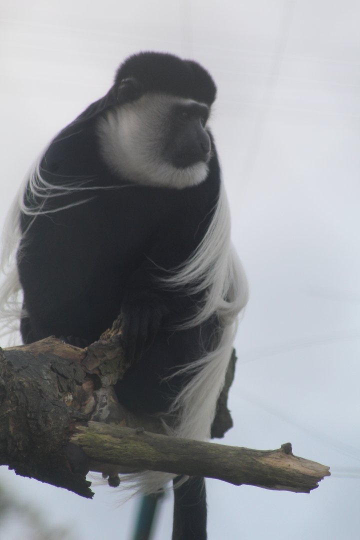 Black and white colobus