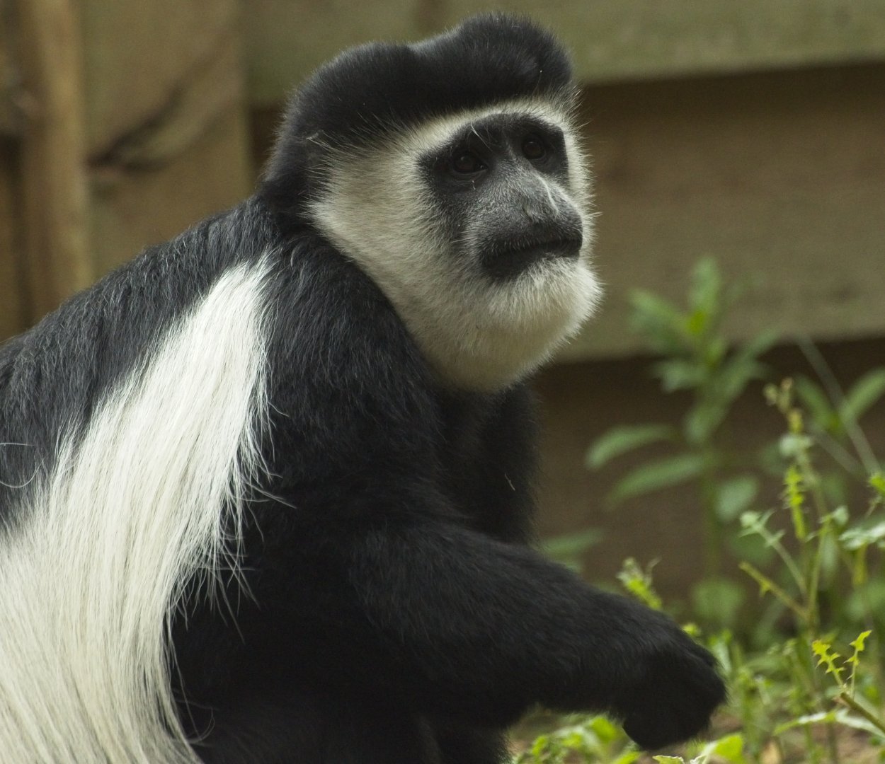 Black and White Colobus