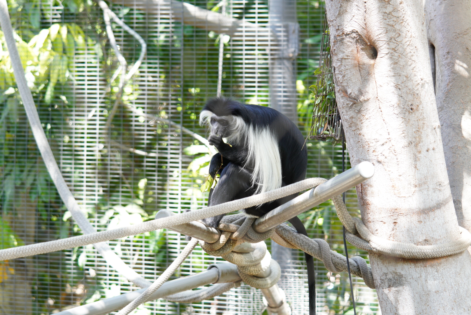 Black and White Colobus