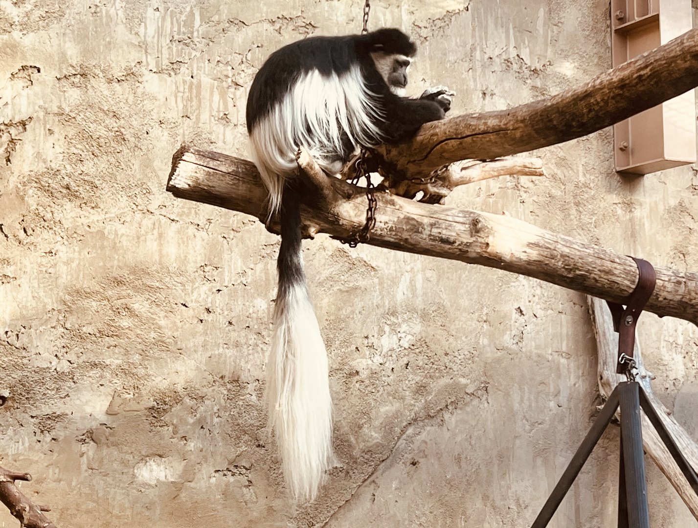 Black and White Colobus