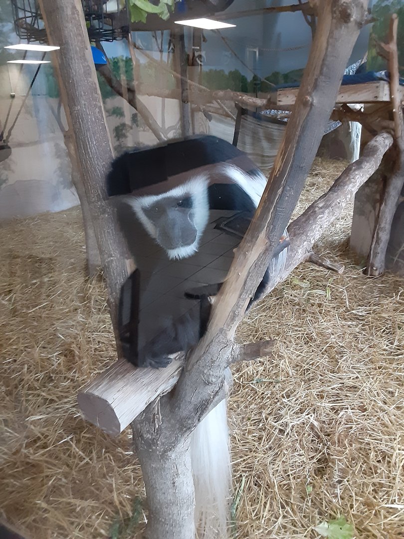 Black-and-White Colobus