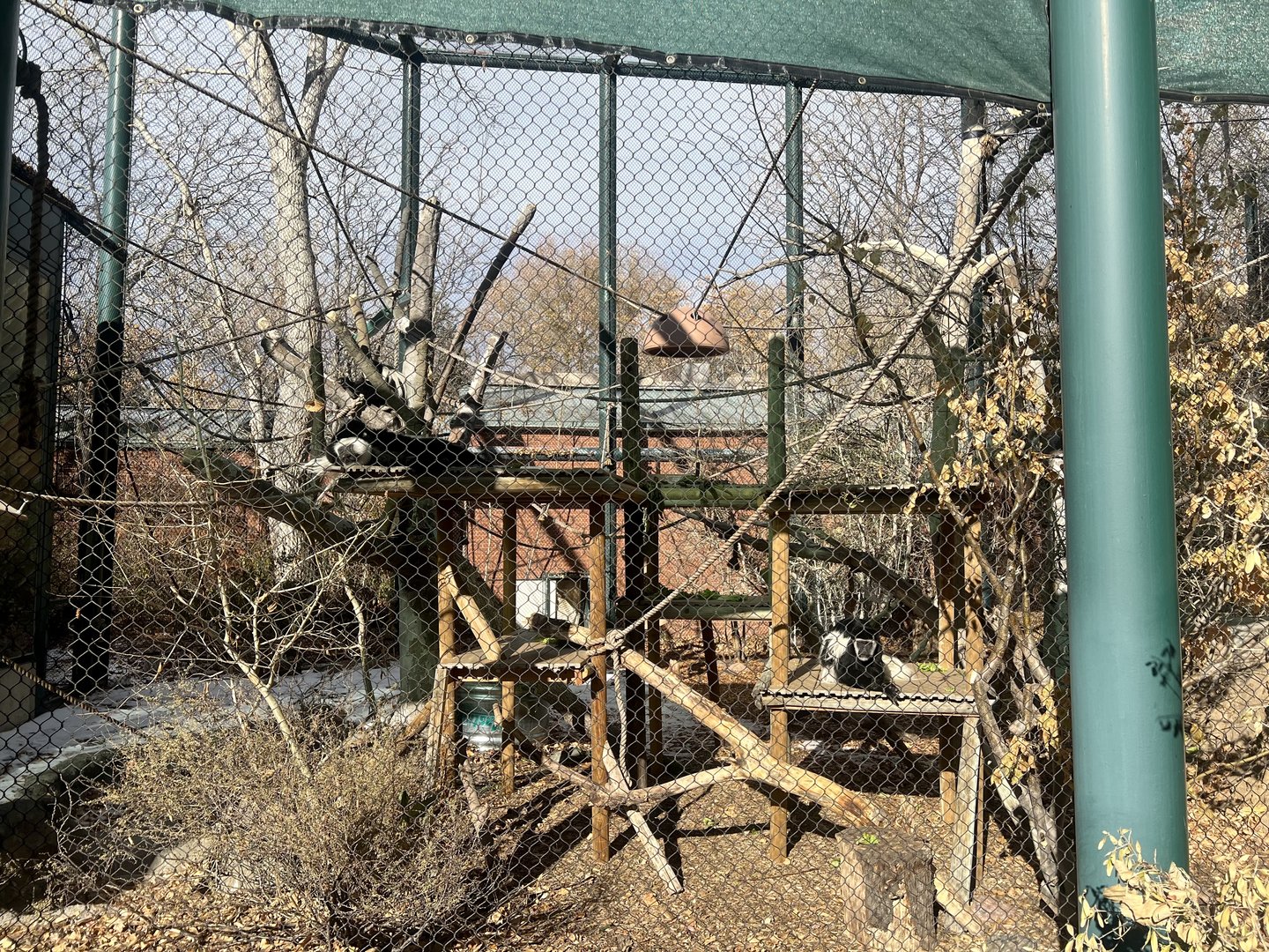 Black and White Colobus