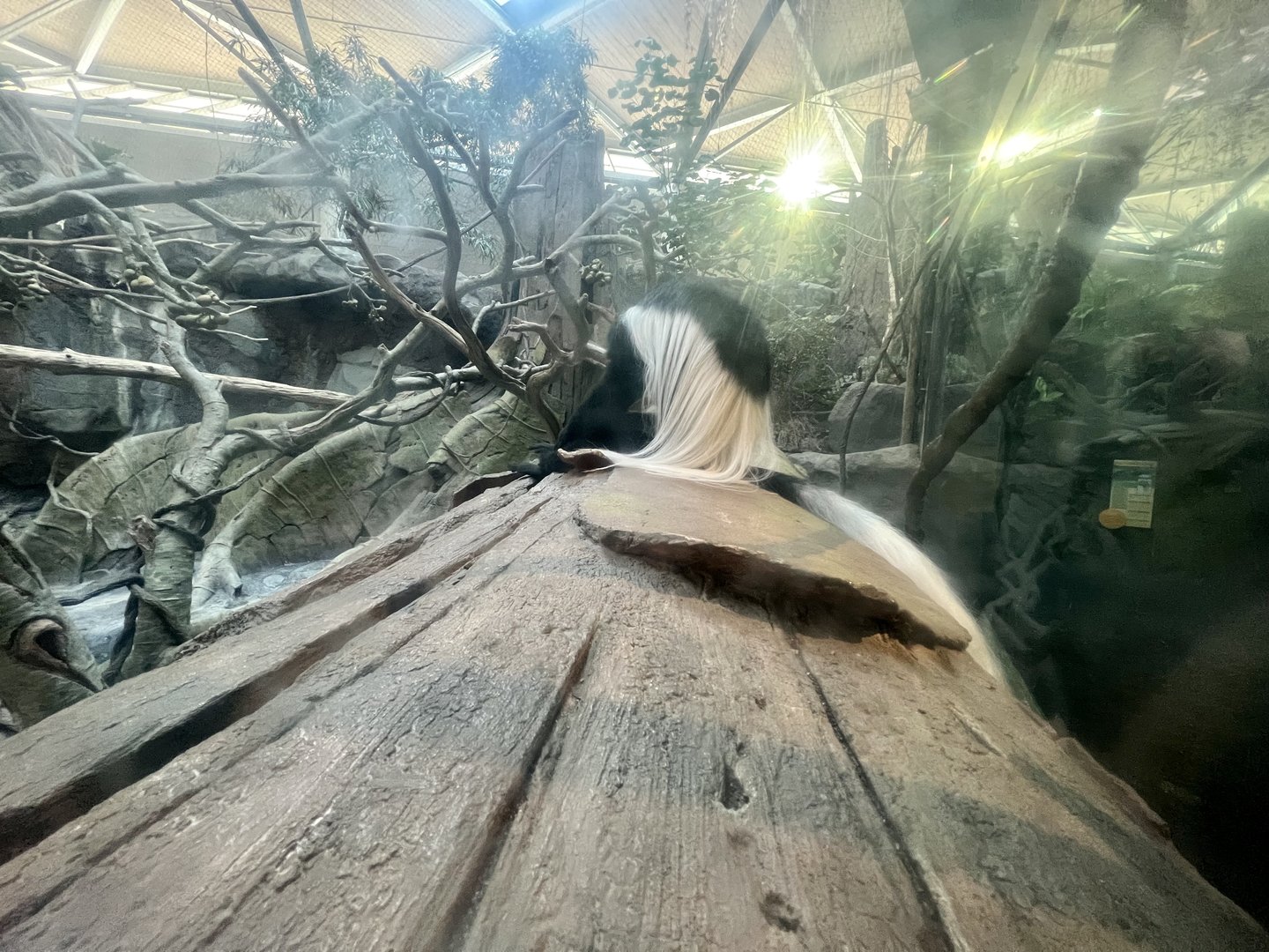 Black and White Colobus