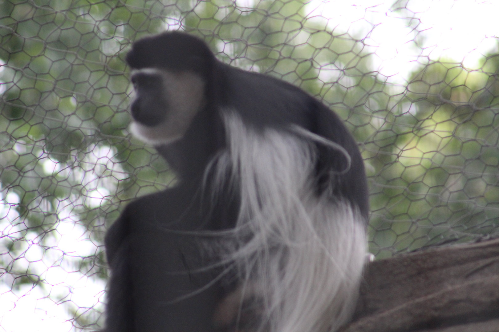Black-and-white colobus